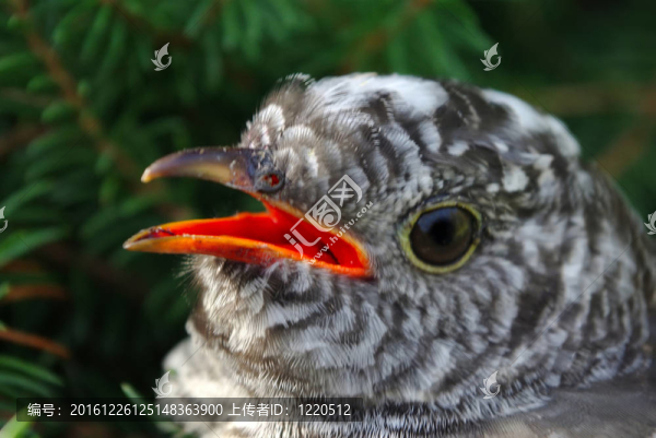 布谷鳥(niǎo)的畫(huà)像