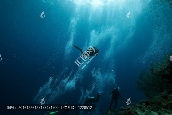 魚類和海洋