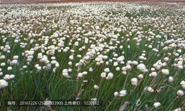苔原的野花
