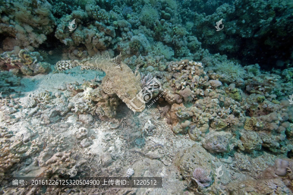 crocodilefish和海洋