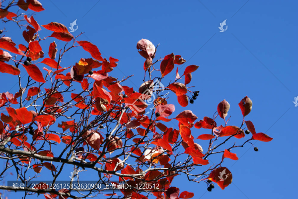 紅色落葉對抗藍天