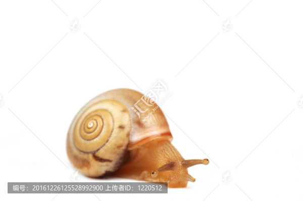 滑稽的蝸牛；看起來很內(nèi)疚