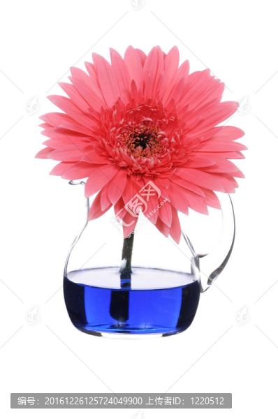 非洲菊