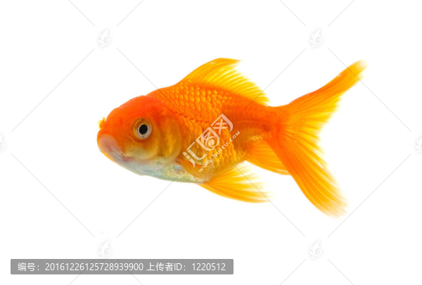金魚(yú)
