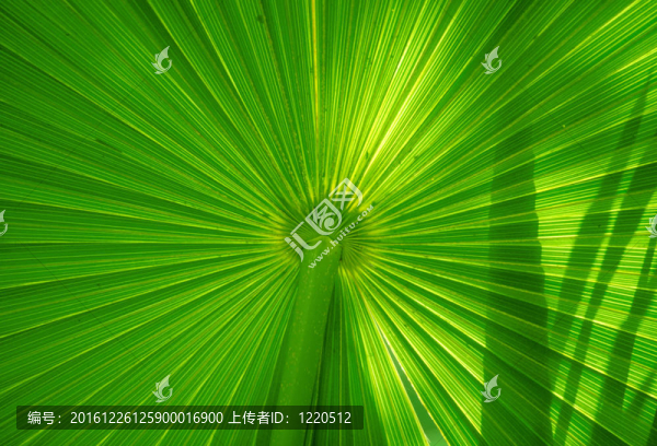 棕櫚葉