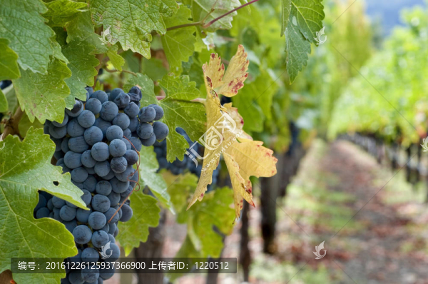 釀酒葡萄