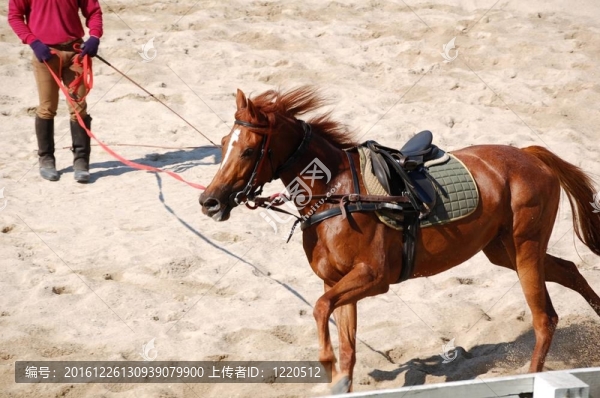 沖刺的馬