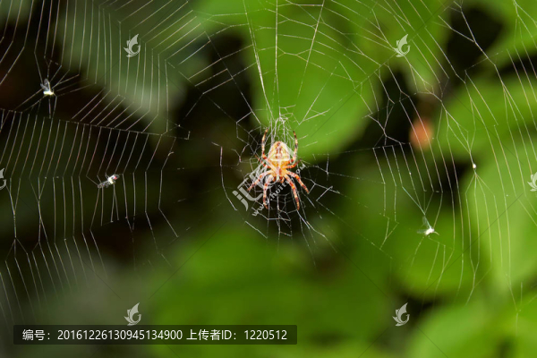大蜘蛛狩獵昆蟲