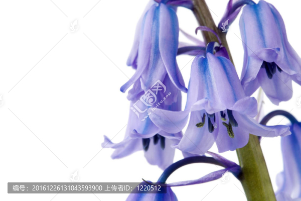 風(fēng)鈴草