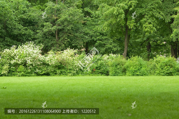 公園的林間空地
