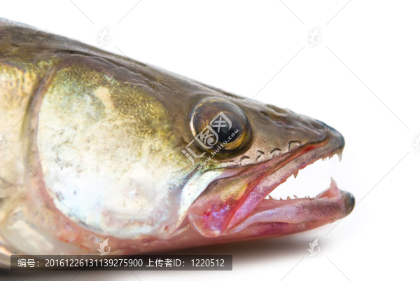 梭鱸
