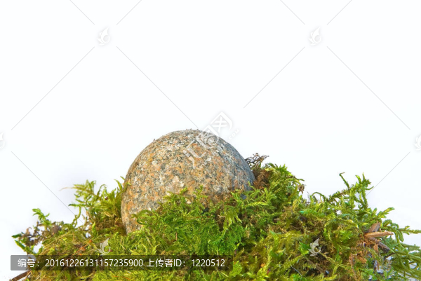 石頭和青苔