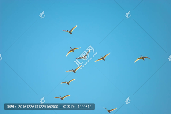 飛行的天鵝