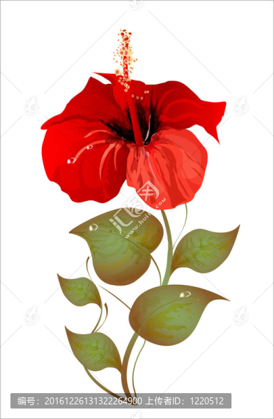 木槿