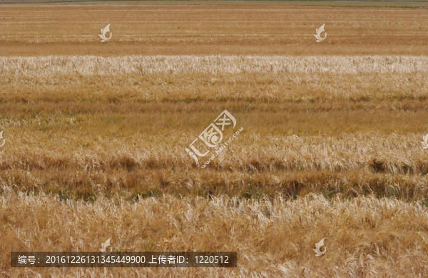燕麥穗