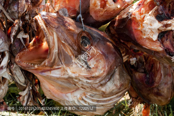 干鱈魚頭