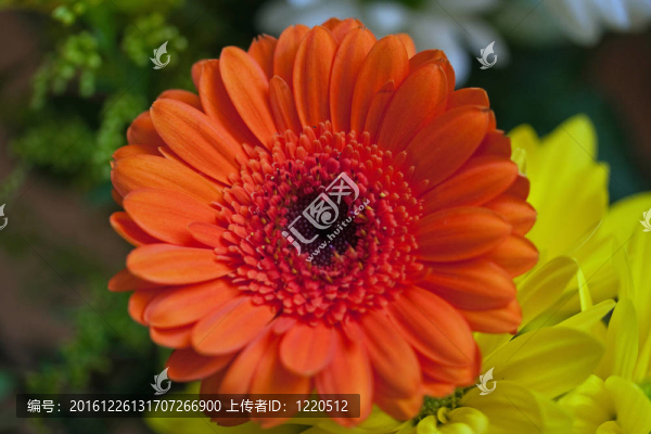 非洲菊