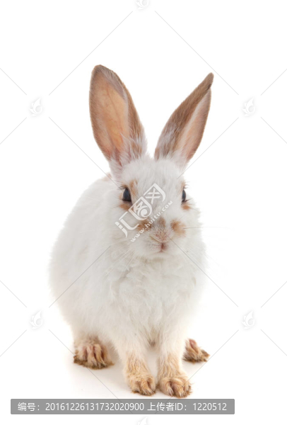 白色的小兔子