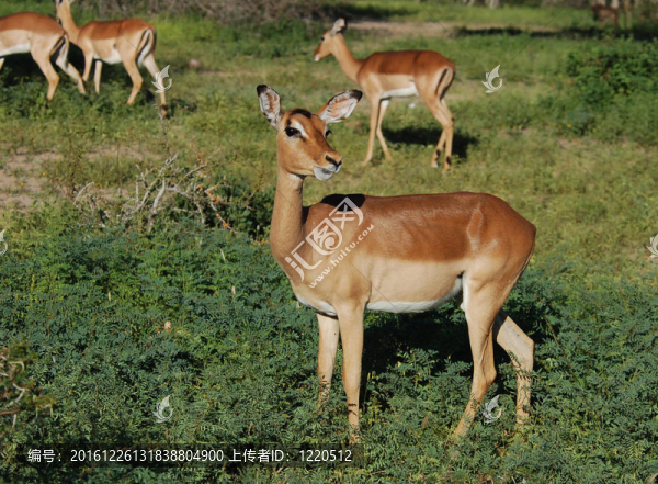 帕拉：Aepyceros,Melampus