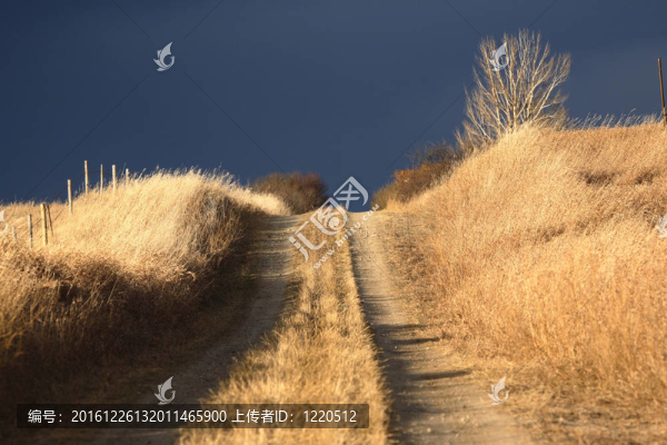 草覆蓋鄉(xiāng)村公路