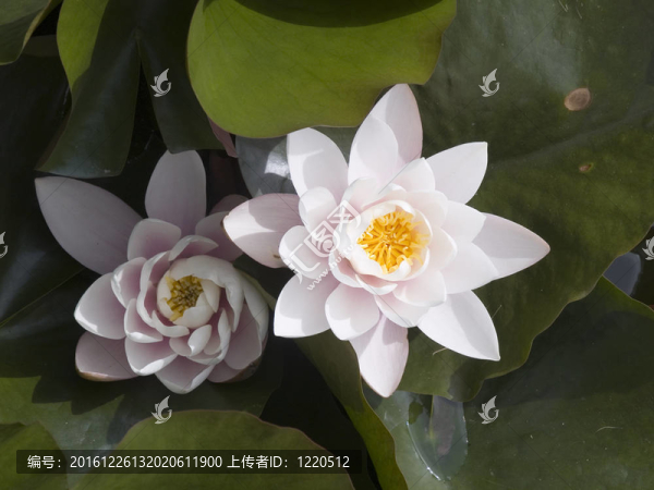 睡蓮