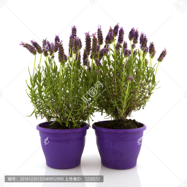 頭狀薰衣草
