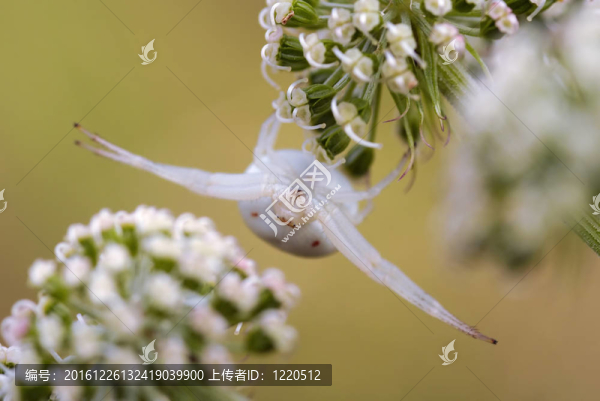 狩獵蜘蛛