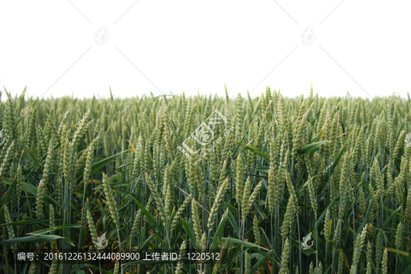麥田