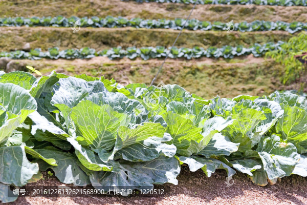 白菜農(nóng)場