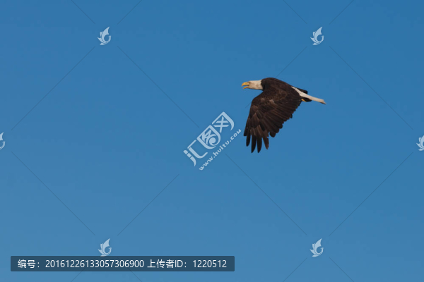 成年禿鷹翱翔