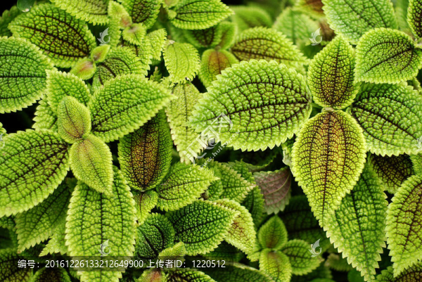 stinging_nettle
