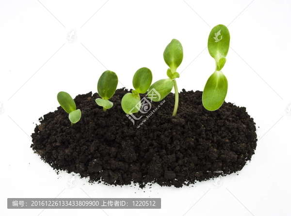 年輕的向日葵芽在土壤中分離出的白色