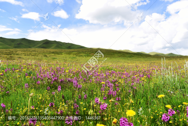 草原繁花