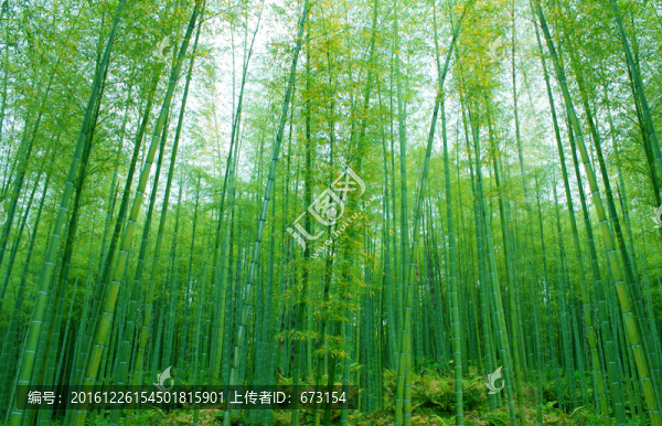 竹林