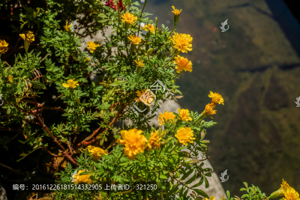 花草