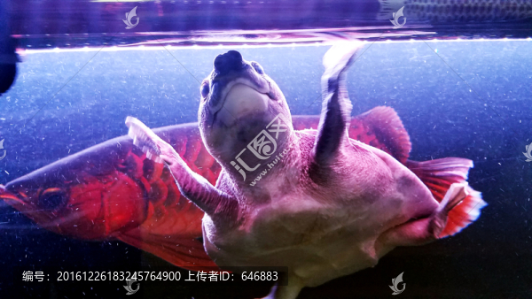 龜