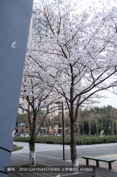 春天,青年中心