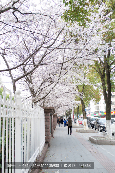 櫻花道路