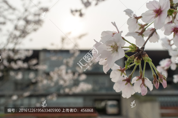 櫻花特寫