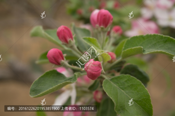 蘋果花