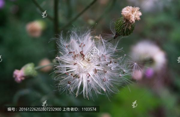 蒲公英