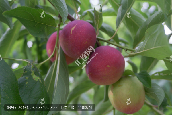 果實(shí)