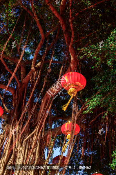 掛燈籠的大榕樹(shù),陽(yáng)光樹(shù)林,千年
