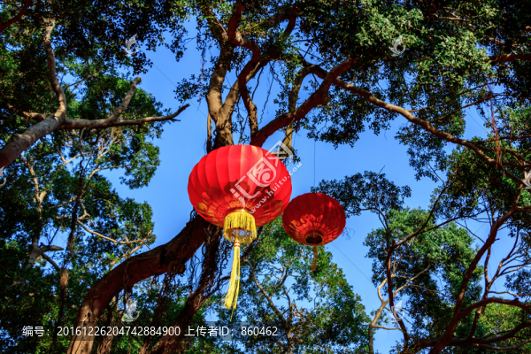掛燈籠的大榕樹,陽(yáng)光樹林