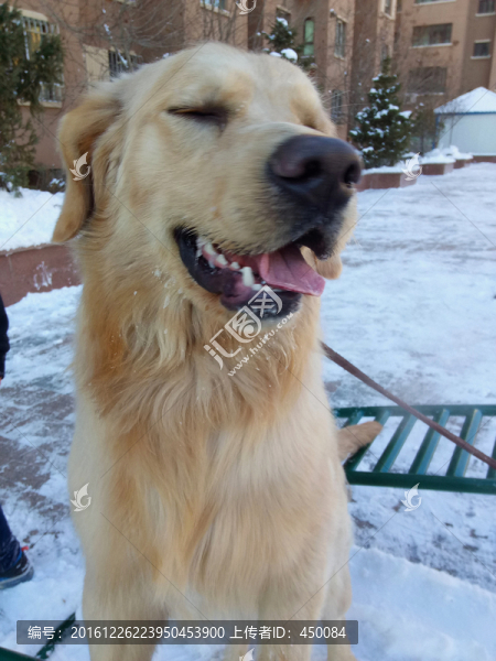 黃狗