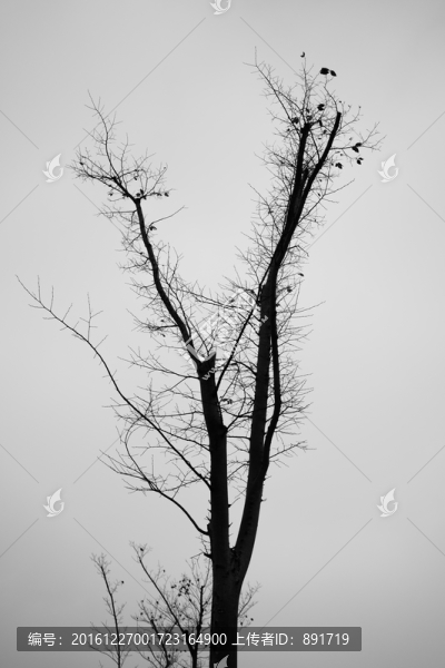 枯樹,光禿禿的樹