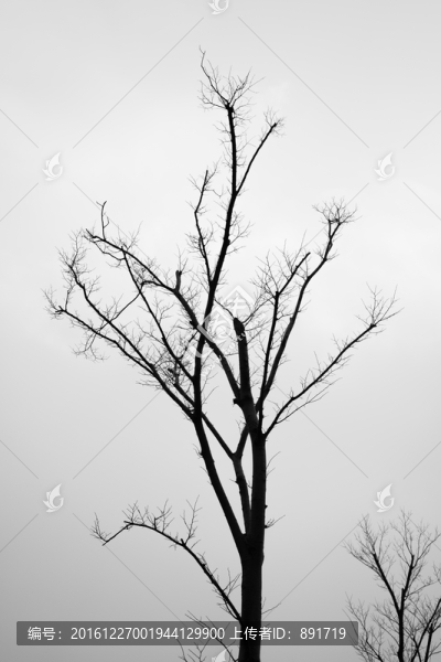 枯樹,沒(méi)有葉子的樹