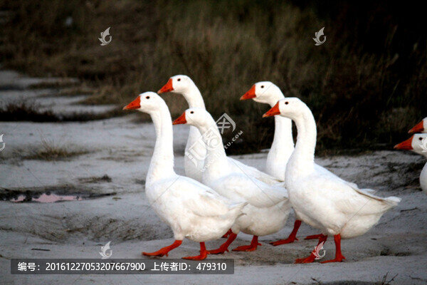 大鵝,鵝,TIF格式