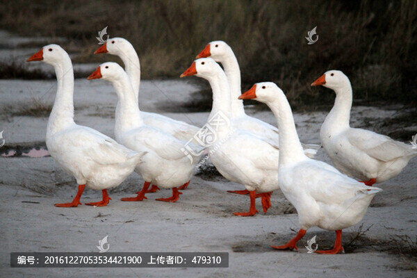大鵝,鵝,TIF格式,養(yǎng)殖