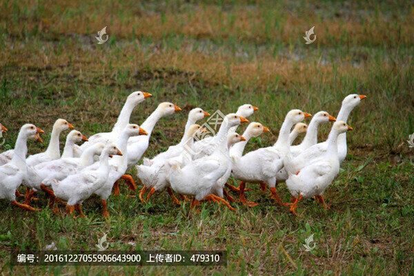 大鵝,鵝,TIF格式